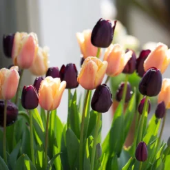 Tulip Collection 'Night & Day' 13 Tulip Collection 'Night & Day' -UK Garden Plants Sales 2024 tulip day night collection 01 scaled