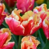 Tulip 'Dee Jay Parrot' 1 Tulip 'Dee Jay Parrot' -UK Garden Plants Sales 2024 tulip dee jay parrot 00