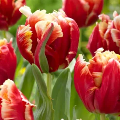 Tulip 'Dee Jay Parrot' -UK Garden Plants Sales 2024 tulip dee jay parrot 00 fba73a3e 7663 4153 ab20 715bd28978a3