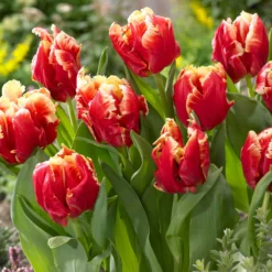 Tulip 'Dee Jay Parrot' -UK Garden Plants Sales 2024 tulip dee jay parrot 01