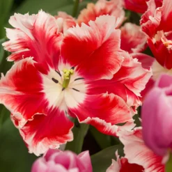 Tulip 'Dee Jay Parrot' -UK Garden Plants Sales 2024 tulip dee jay parrot 1 scaled