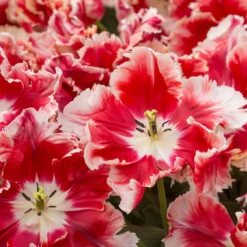 Tulip 'Dee Jay Parrot' -UK Garden Plants Sales 2024 tulip dee jay parrot 2 scaled