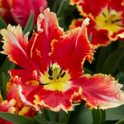 Tulip 'Dee Jay Parrot' -UK Garden Plants Sales 2024 tulip dee jay parrot 3 scaled