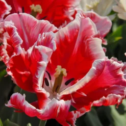 Tulip 'Dee Jay Parrot' -UK Garden Plants Sales 2024 tulip dee jay parrot 4 scaled