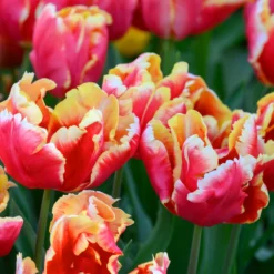 Tulip 'Dee Jay Parrot' -UK Garden Plants Sales 2024 tulip dee jay parrot 6