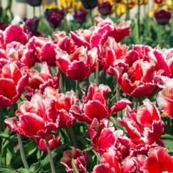 Tulip 'Dee Jay Parrot' -UK Garden Plants Sales 2024 tulip dee jay parrot 7 scaled