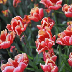 Tulip 'Dee Jay Parrot' -UK Garden Plants Sales 2024 tulip dee jay parrot 8 scaled