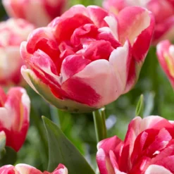 Tulip 'Double Blizz' -UK Garden Plants Sales 2024 tulip double aloha 1