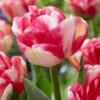 Tulip 'Double Blizz' -UK Garden Plants Sales 2024 tulip double aloha 3