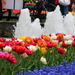 Tulip 'Double Mixed' -UK Garden Plants Sales 2024 tulip double late mix 6