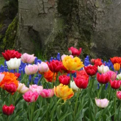 Tulip 'Double Mixed' -UK Garden Plants Sales 2024 tulip double late mix 7
