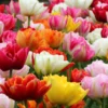 Tulip 'Double Mixed' -UK Garden Plants Sales 2024 tulip double late mix 8