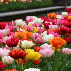Tulip 'Double Mixed' -UK Garden Plants Sales 2024 tulip double late mix 9