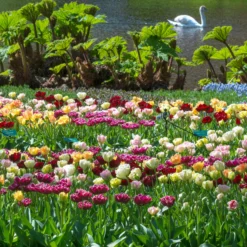 Tulip 'Double Mixed' -UK Garden Plants Sales 2024 tulip double late mixed colours 2