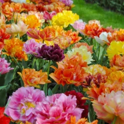 Tulip 'Double Mixed' -UK Garden Plants Sales 2024 tulip double mix 0