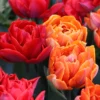 Tulip Collection 'Double Royale' -UK Garden Plants Sales 2024 tulip double royale 0