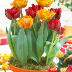 Tulip Collection 'Double Royale' 13 Tulip Collection 'Double Royale' -UK Garden Plants Sales 2024 tulip double royale 2