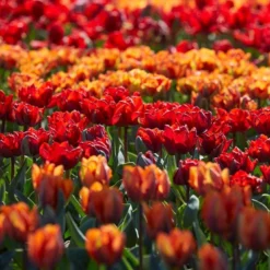 Tulip Collection 'Double Royale' 15 Tulip Collection 'Double Royale' -UK Garden Plants Sales 2024 tulip double royale 3