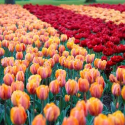 Tulip Collection 'Double Royale' 12 Tulip Collection 'Double Royale' -UK Garden Plants Sales 2024 tulip double royale 4