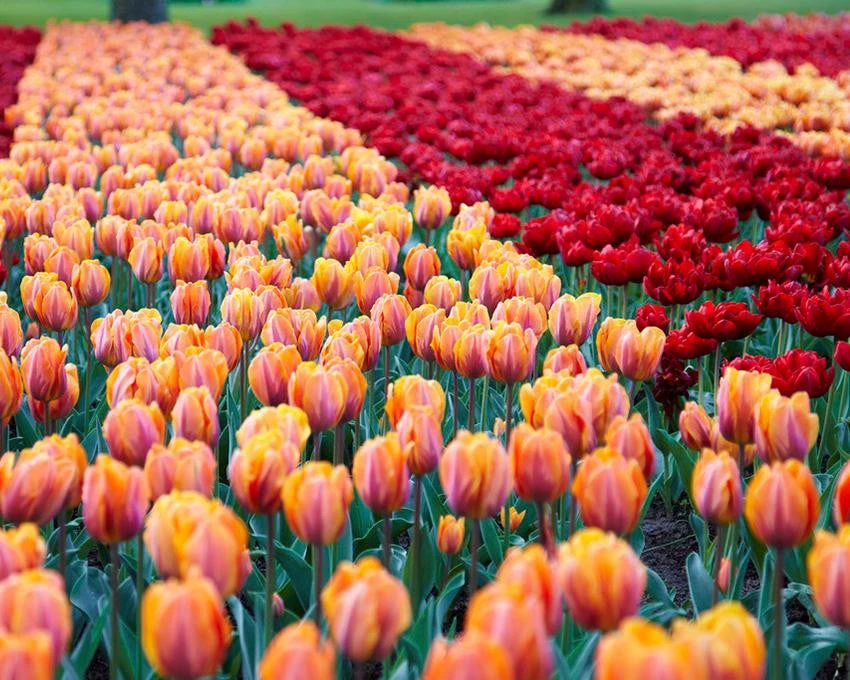 Tulip Collection 'Double Royale' 6 Tulip Collection 'Double Royale' - Image 4