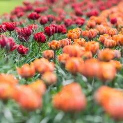 Tulip Collection 'Double Royale' 14 Tulip Collection 'Double Royale' -UK Garden Plants Sales 2024 tulip double royale 5 scaled