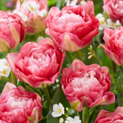 Tulip 'Double Sugar' -UK Garden Plants Sales 2024 tulip double sugar 1