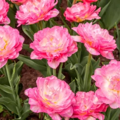 Tulip 'Double Sugar' -UK Garden Plants Sales 2024 tulip double sugar 10 scaled