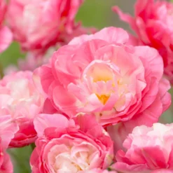 Tulip 'Double Sugar' -UK Garden Plants Sales 2024 tulip double sugar 11 scaled