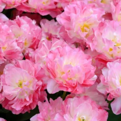 Tulip 'Double Sugar' -UK Garden Plants Sales 2024 tulip double sugar 12 scaled