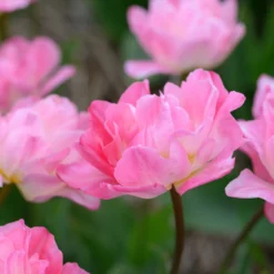 Tulip 'Double Sugar' -UK Garden Plants Sales 2024 tulip double sugar 15 scaled