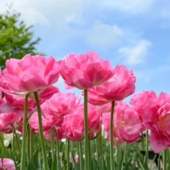 Tulip 'Double Sugar' -UK Garden Plants Sales 2024 tulip double sugar 16 scaled