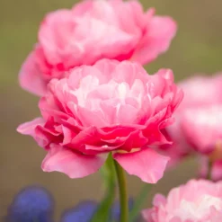 Tulip 'Double Sugar' -UK Garden Plants Sales 2024 tulip double sugar 17 scaled