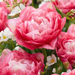 Tulip 'Double Sugar' -UK Garden Plants Sales 2024 tulip double sugar 2