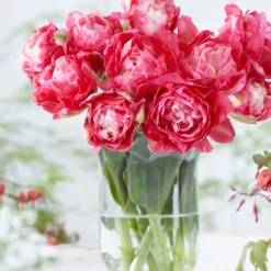 Tulip 'Double Sugar' -UK Garden Plants Sales 2024 tulip double sugar 3