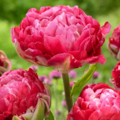 Tulip 'Double Sugar' -UK Garden Plants Sales 2024 tulip double sugar 4