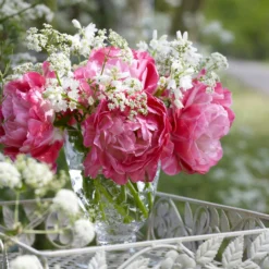 Tulip 'Double Sugar' -UK Garden Plants Sales 2024 tulip double sugar 5