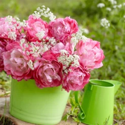 Tulip 'Double Sugar' -UK Garden Plants Sales 2024 tulip double sugar 6