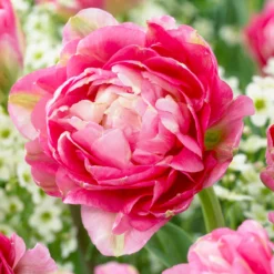 Tulip 'Double Sugar'