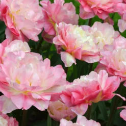 Tulip 'Double Sugar' -UK Garden Plants Sales 2024 tulip double sugar 8 scaled
