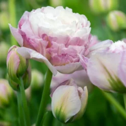 Tulip 'Double Surprise' -UK Garden Plants Sales 2024 tulip double surprise 1