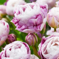 Tulip 'Double Surprise' -UK Garden Plants Sales 2024 tulip double surprise 2