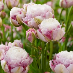 Tulip 'Double Surprise' -UK Garden Plants Sales 2024 tulip double surprise 4