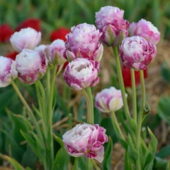 Tulip 'Double Surprise' -UK Garden Plants Sales 2024 tulip double surprise 6 scaled