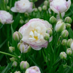 Tulip 'Double Surprise' -UK Garden Plants Sales 2024 tulip double surprise 7 scaled