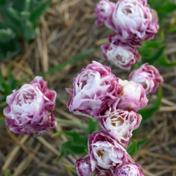 Tulip 'Double Surprise' -UK Garden Plants Sales 2024 tulip double surprise 8 scaled