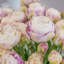 Tulip 'Double Surprise' -UK Garden Plants Sales 2024 tulip double surprise 9 scaled