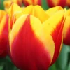 Tulip 'Dow Jones' -UK Garden Plants Sales 2024 tulip dow jones 1