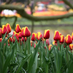 Tulip 'Dow Jones' -UK Garden Plants Sales 2024 tulip dow jones 11