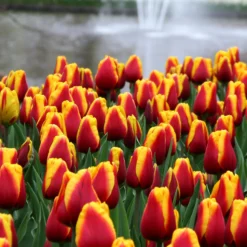 Tulip 'Dow Jones' -UK Garden Plants Sales 2024 tulip dow jones 12