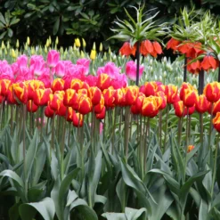 Tulip 'Dow Jones' -UK Garden Plants Sales 2024 tulip dow jones 15